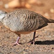 Zebra Dove